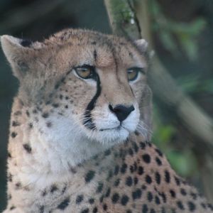 Cheetah