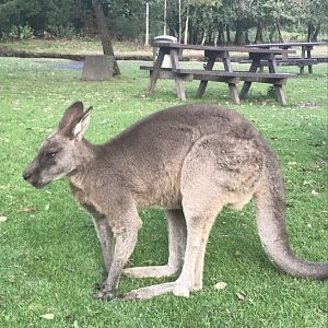 Grey kangaroo