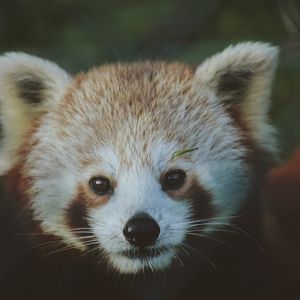 Red panda
