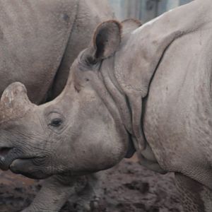 Indian rhino