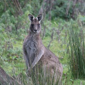 Grey kangaroo