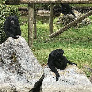 Siamang