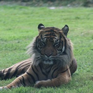 Sumatran tiger