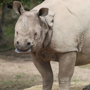 Indian rhino