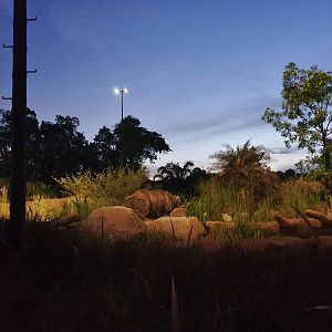 New Indian rhino exhibit