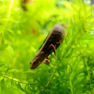 Pingchi's Stout Newt (Pachytriton granulosus)