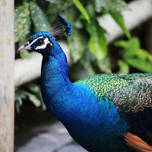Indian Peafowl