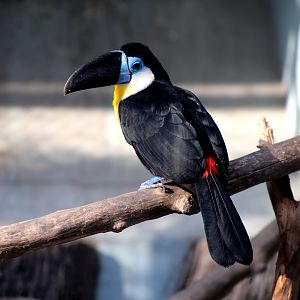Channel-billed Toucan