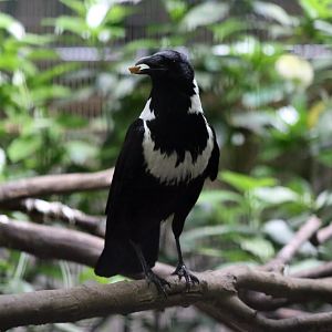 Collared Crow (Corvus torquatus)