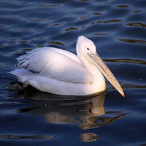 Great White Pelican