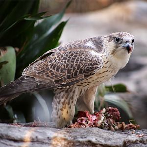 Saker Falcon