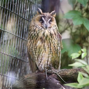 Long-eared Owl