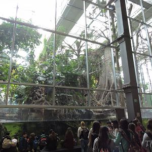 Bosque Inundado [2015]