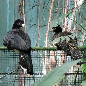 Bare-faced curassow [2015]