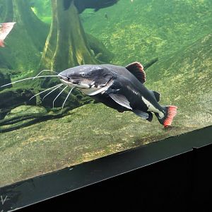 Redtail catfish [2015]