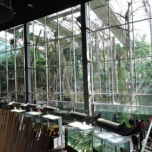 Bosque Inundado [2015]