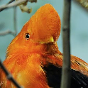 Andean cock-of-the-rock [2016]