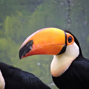 Toco toucan [2016]