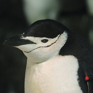 Chinstrap penguin [2016]