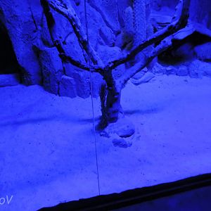 Nocturama exhibit [2016]