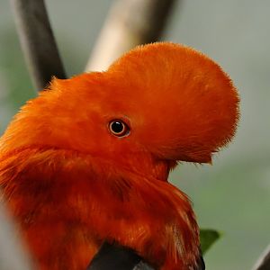 Andean cock-of-the-rock [2016]