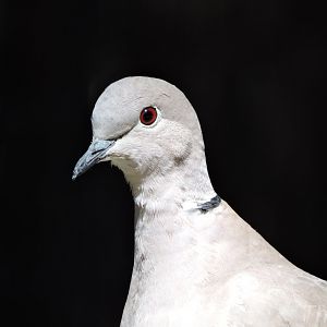Eurasian collared dove [2016]