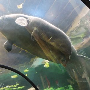 Caribbean manatee [2016]