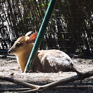 Indian muntjac [2016]