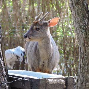 Gray brocket [2016]