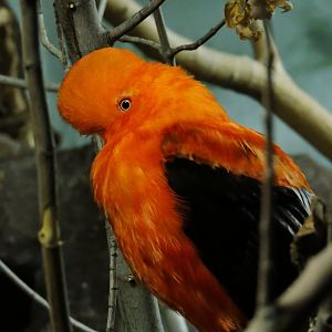 Andean cock-of-the-rock [2016]