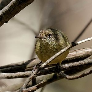 Buff-rumped Thornbill