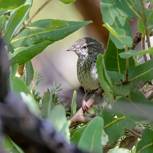 Chestnut-rumped Heathwren