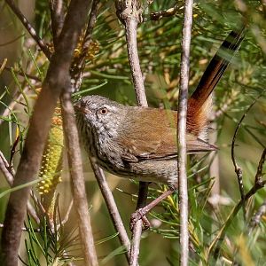 Chestnut-rumped Heathwren
