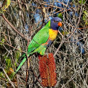 Rainbow Lorikeet