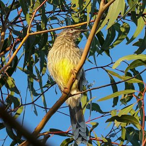 Red Wattlebird