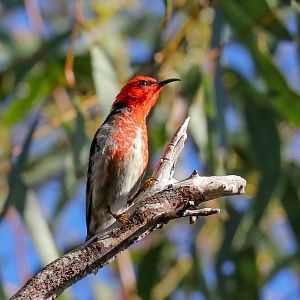 Scarlet Honeyeater