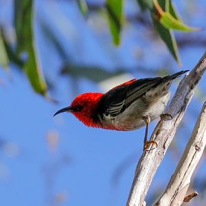 Scarlet Honeyeater