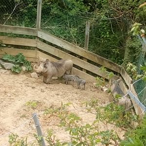 Warthog babies 8/4/21