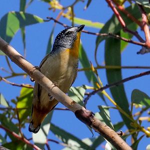 Spotted Pardalote