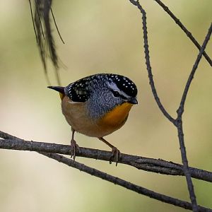 Spotted Pardalote