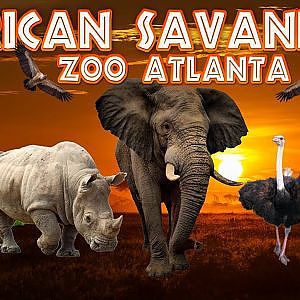 Virtual Zoo Tours Ep. 10: African Savanna | Zoo Atlanta (1080p60)