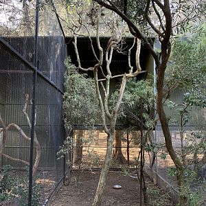 Pheasant Coucal Aviary