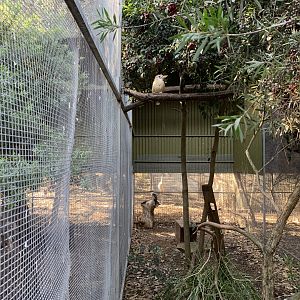 Blue-winged Kookaburra Aviary