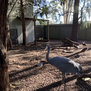 Brolga