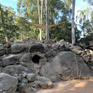 Yellow-footed Rock Wallaby Enclosure