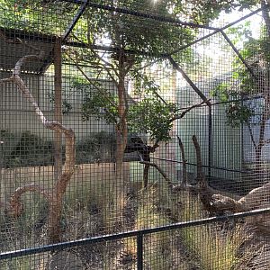 Spotted-tailed Quoll Enclosure