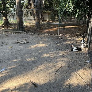 Magpie Goose Enclosure