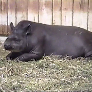 Unidentified large mammal (1992)