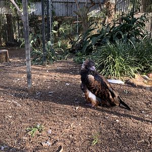 Black-breasted Buzzard