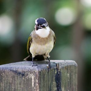 Wild Light-vented Bulbul (Pycnonotus sinensis)